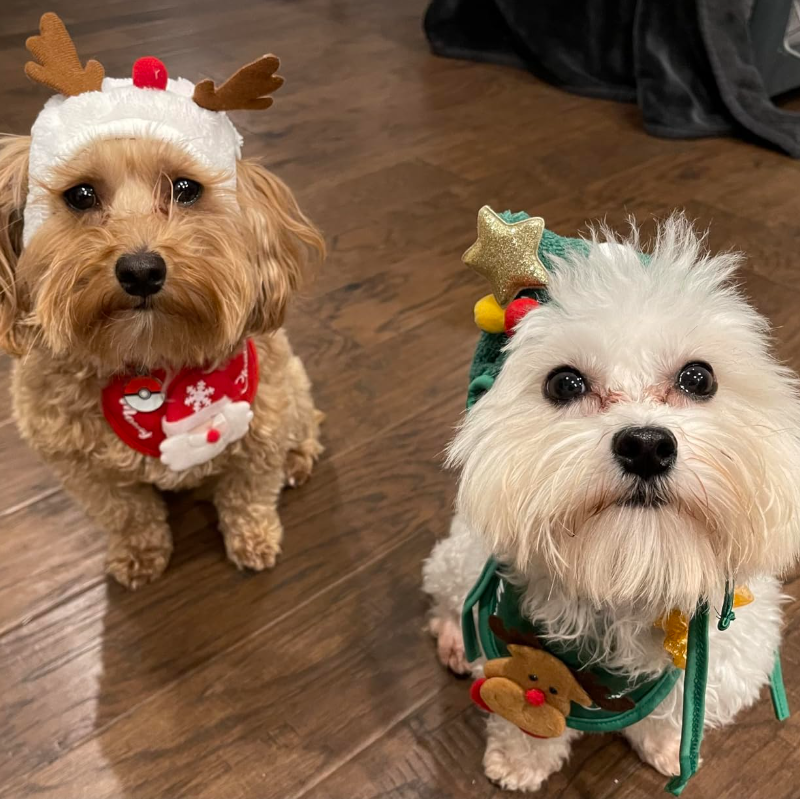 Reindeer Christmas Tree Headwear Hat For Pet